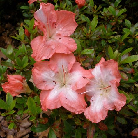 Frosted Orange Evergreen Azalea - Buy Rhododendron Frosted Orange