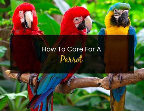 How to Care For a Parrot - Little Pet Corner