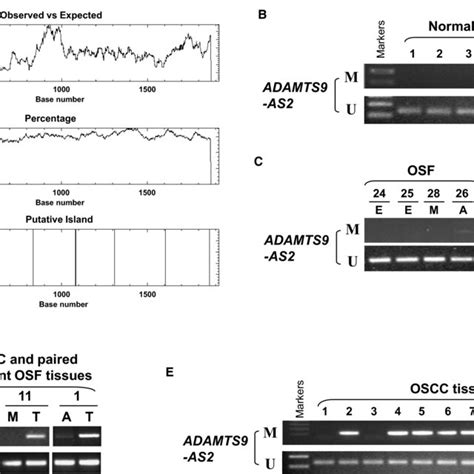 Adamts9‐as2 Methylation During Osf Progression A Promoter Cpg Island