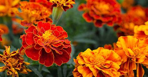 Where To Buy Marigold Flowers / Chrysanthemum Marigold Flower Online ...