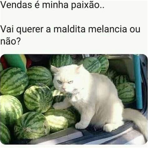 Vendas Minha Paix O Vai Querer A Maldita Melancia Ou N O Memes