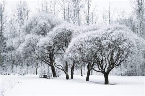 Rvores Na Neve No Parque Paisagem Do Inverno Imagem De Stock Imagem