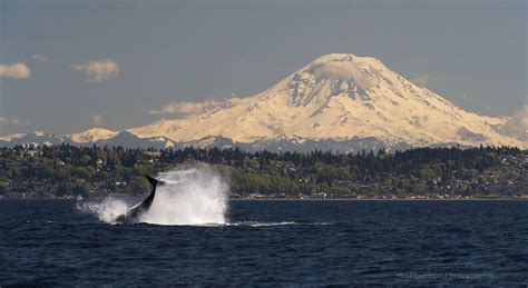 Mt Rainier And Orcas Off The Seattle Waterfront Relaxing Getaways