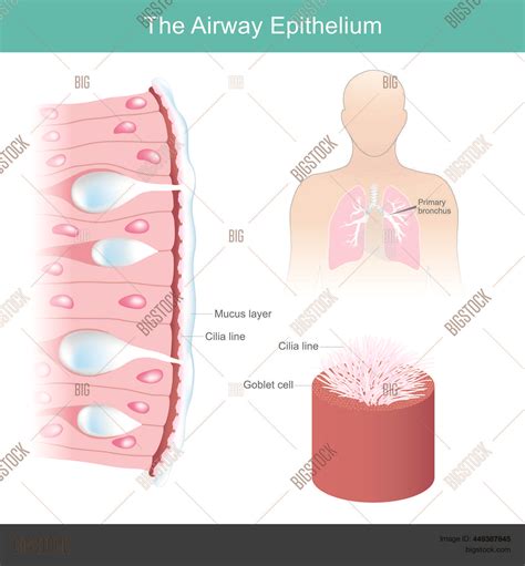 Airway Epithelium. Vector & Photo (Free Trial) | Bigstock