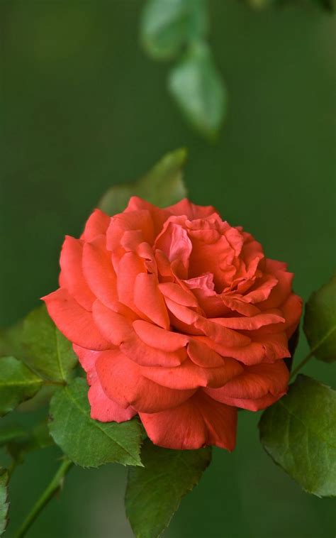 Pin By Sevinj Ad On Red Rose Beautiful Flowers Pictures Beautiful