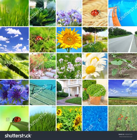 Collage Beautiful Nature Stock Photo 185997515 Shutterstock