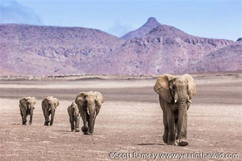 Desert Elephants of Namibia - Africa Geographic