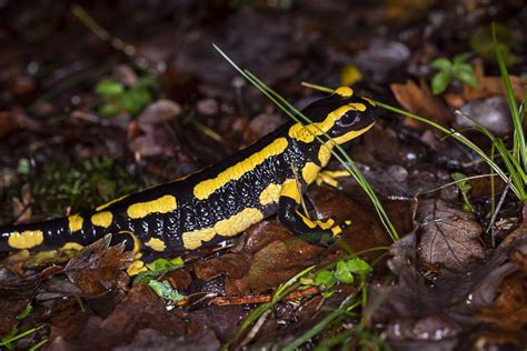 La Salamandre tachetée lanaturemoi