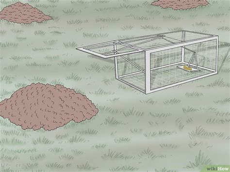 Vole vs Mole: 8 Key Differences