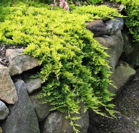 Plantes Couvre Sol Croissance Rapide Planter Au Jardin Moderne