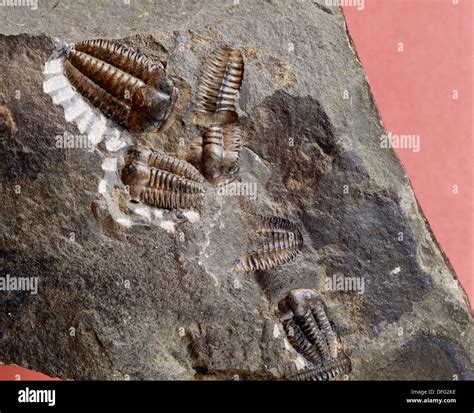 Fossil Trilobites Ellipsocephalus 1 Hi Res Stock Photography And Images