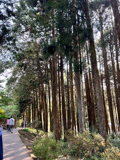 【百年經典森林小火車~限時加贈阿里山遊園車】阿里山二日｜奮起湖and阿里山日出觀景森林小火車｜嘉義出發 Kkday