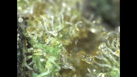 Red Dalia Cannabis Trichomes Magnification under a microscope - YouTube