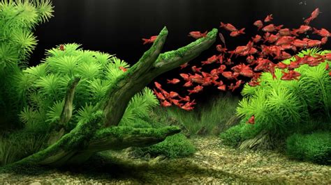 Dream aquarium screensaver torrent - seekernimfa