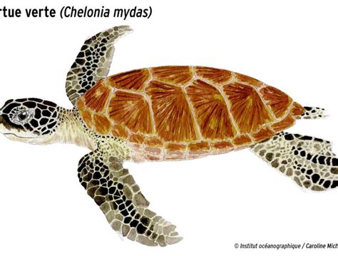 7 espèces de tortues marines Institut océanographique