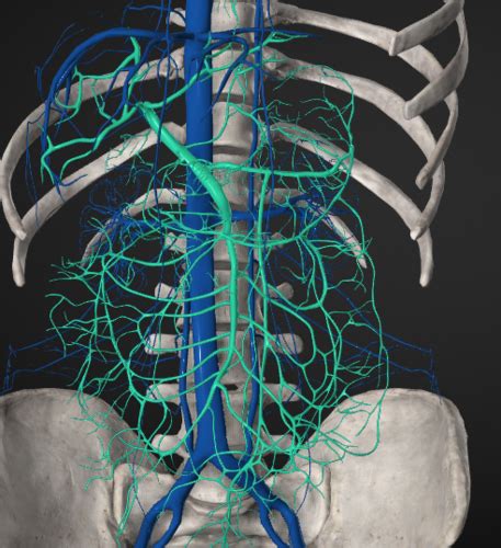 Vascular Portal Vein Flashcards Quizlet