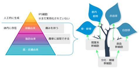 幹細胞治療 あつたモール総合クリニック（amc）