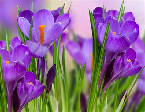 K K Crocuses Closeup Hd Wallpaper Rare Gallery