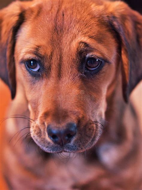 Boxador Puppy Looking Cute Labrador Boxer Mix Stock Image Image Of