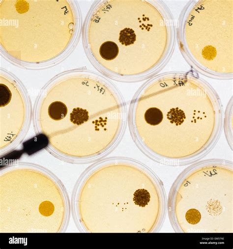 Bacteria Growing In Petri Dishes Hi Res Stock Photography And Images