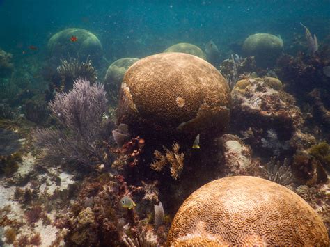 Expertos advierten del rápido deterioro del Arrecife Mesoamericano