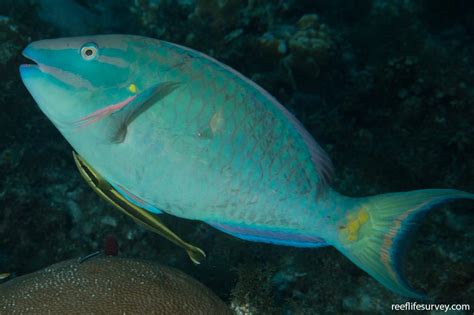 Sparisoma Viride Stoplight Parrotfish Reef Life Survey