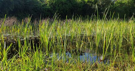 The Vital Role of Wetlands: Nature’s Water Filters and Habitat Sanctuaries