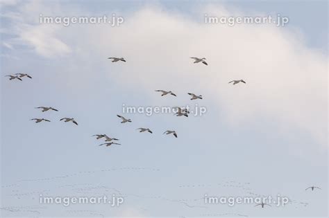 Thousands of Snow Geese in flight above Maryland s Eastern Shore の写真素材