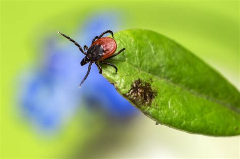 Ixodes Ricinus Castor Bean Tick Free Photo On Pixabay