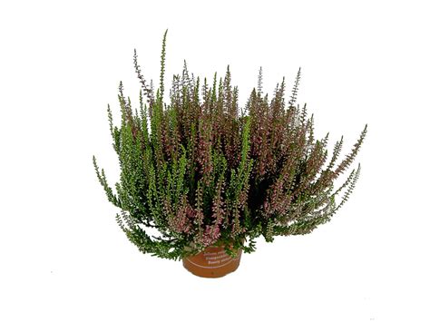 Knospenblüher Heide Beauty Sisters Topf Ø ca 6 5 cm Calluna kaufen