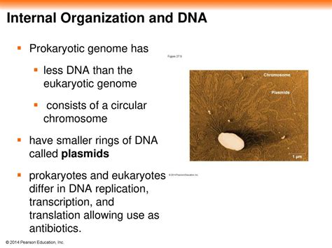 Chapter 27 Bacteria Ppt Download