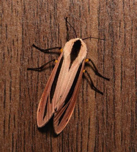 Arctiine Moth Creatonotos Gangis Arctiinae Erebidae Flickr