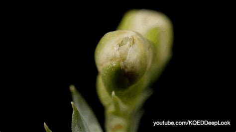 Fruit Sex GIFs Find Share On GIPHY