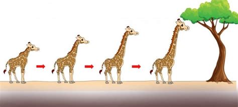 Giraffe Neck Why Do Giraffes Have Long Necks