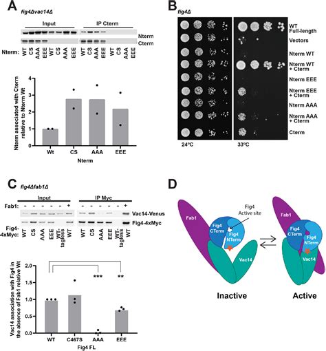 Roles For A Lipid Phosphatase In The Activation Of Its Opposing Lipid