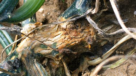 Common Brassica Pests Usu