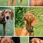 Hungarian Vizsla Colors: A Guide To Standard Vizsla Coat Colors | It's ...