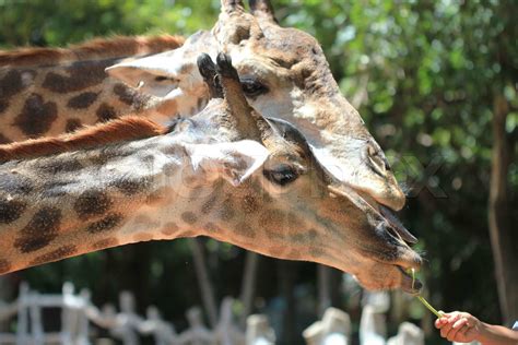 giraffe eating food | Stock image | Colourbox