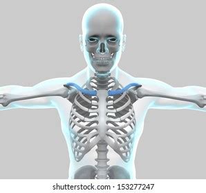 X Ray Human Body Skeleton Clavicle Stock Illustration 153277247 ...