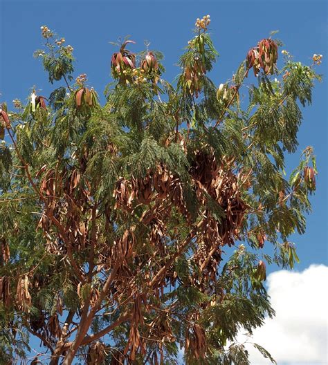 Leucaena leucocephala - Trees and Shrubs Online