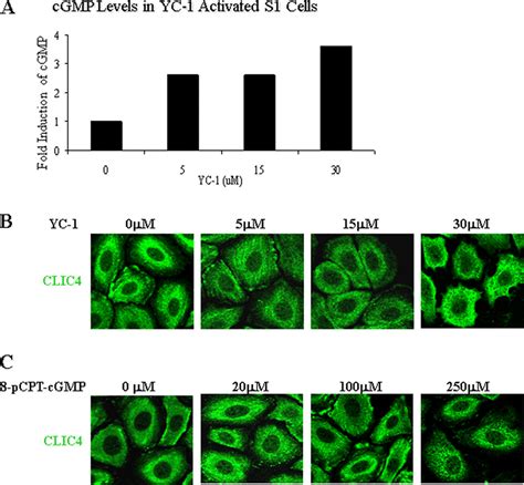 S Nitrosylation Regulates Nuclear Translocation Of Chloride