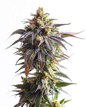 Buy High THC Cannabis Seeds | Growers Choice Seeds