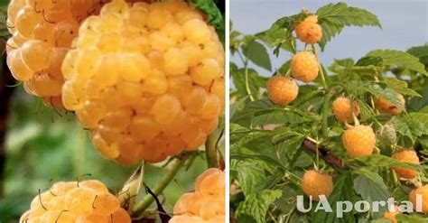 Желтая малина - какие сорта и как ухаживать за желтой малиной