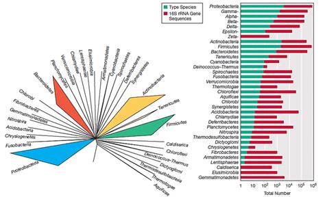 Some Major Phyla Of Bacteria Based On 16s Ribosomal Rna Gene Sequence