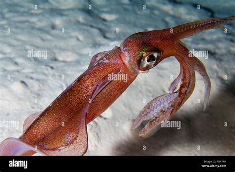 Squid in the Red Sea, Egypt Stock Photo - Alamy