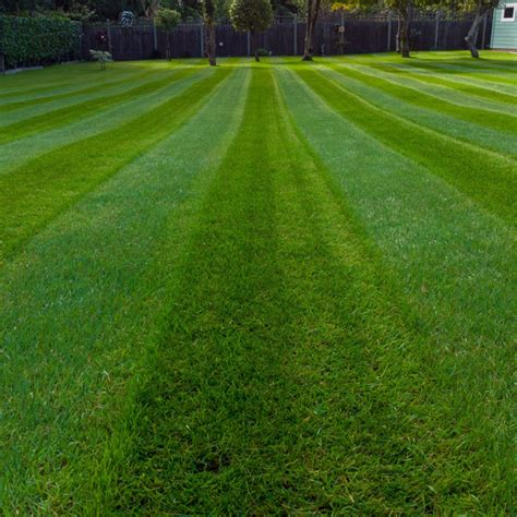 Economy Grass Lawn Seed Cheap Grass Seed Boston Seeds