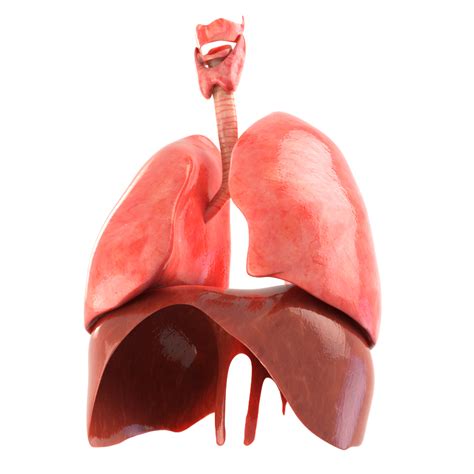 3d Realistic Human Lungs Animation