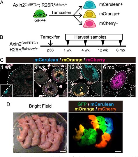 Figure From Paracrine Wnt Catenin Signaling Mediates Proliferation