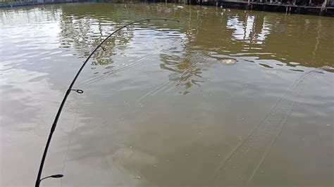 Borongan Mancing Ikan Mas Dan Bawal Bareng Pemancing Bandung YouTube