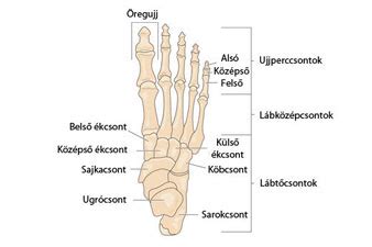 A sarokfájdalom okai és kezelése WEBBeteg